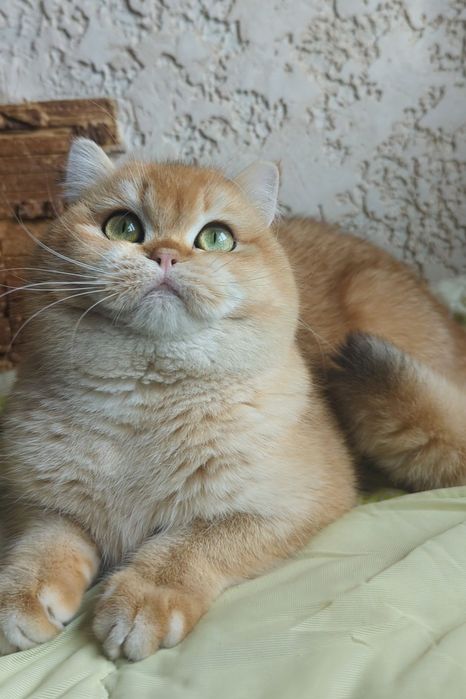 Шиншила золотой ny 12 яркий