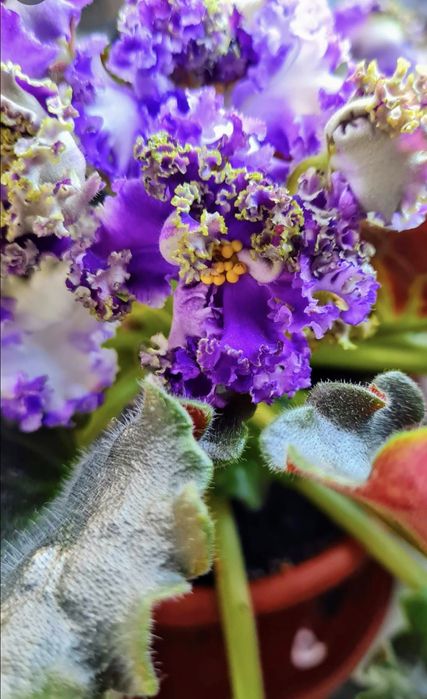 Фіалка фиалка НК Французский Бульвар