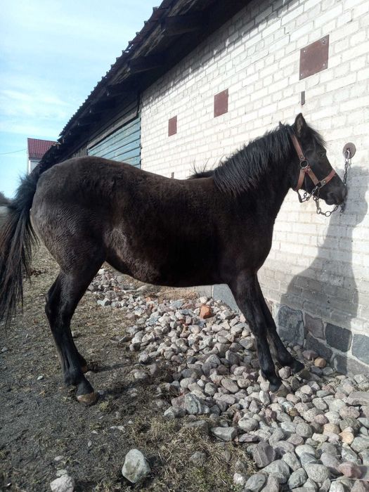 Sprzedam klacz huculska