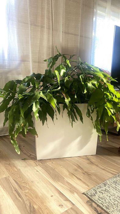 Kwiat Królowa jednej nocy