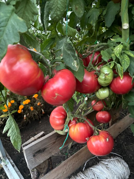 Nasiona pomidora Aussie