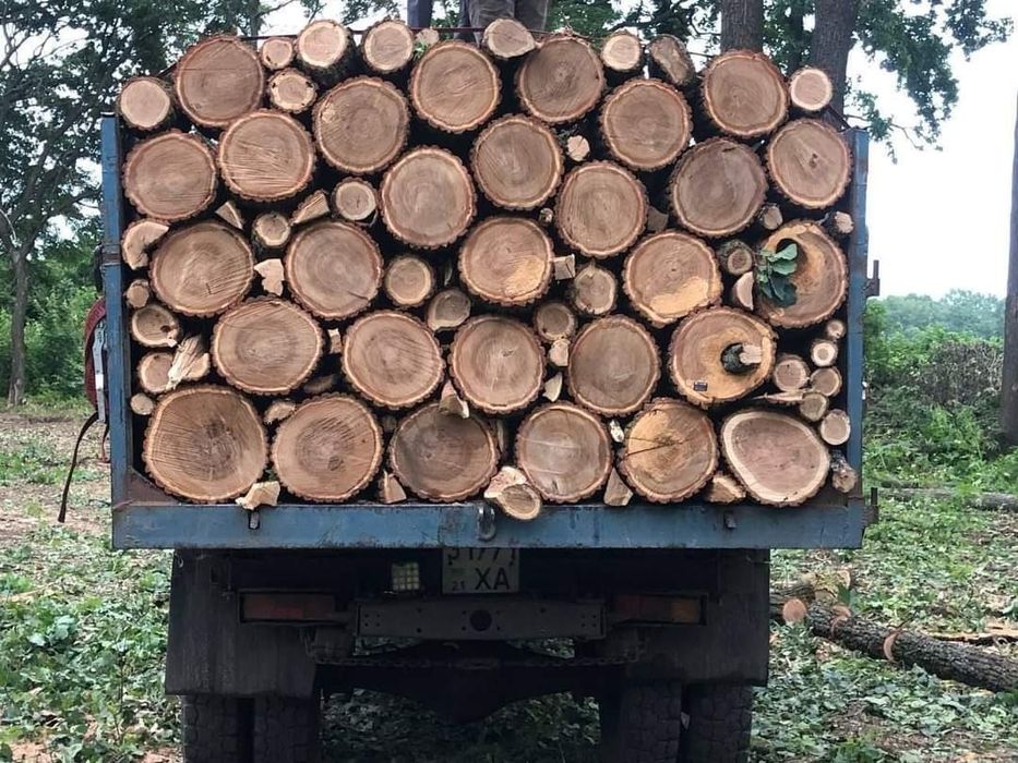 Дрова дубі Колоті, Кращі ціни, Васильків