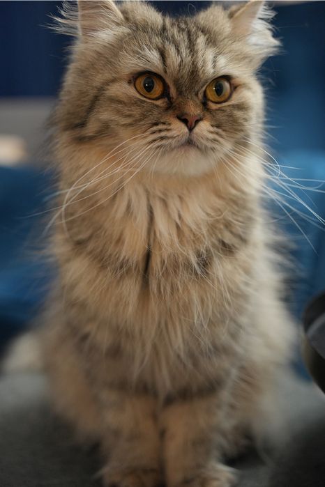 Kotka brytyjska legalna hodowla