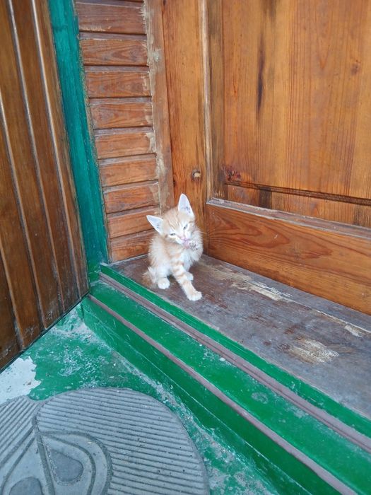Отдам котят в добрые руки