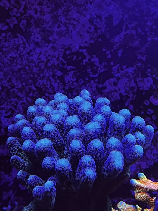 Koralowiec morski Stylophora pistillata milka