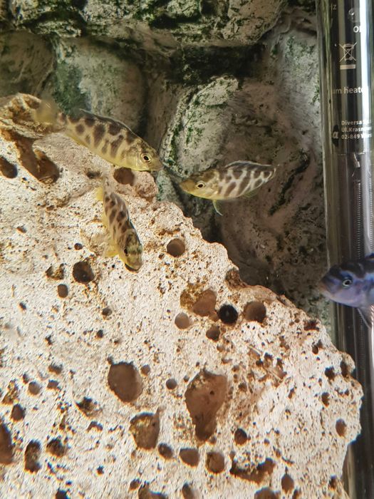 Pyszczak plamisty, pyszczaki Livingstona, Nimbochromis livingstonii