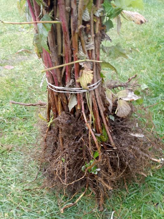 Witam sprzedam sadzonki maliny polonez