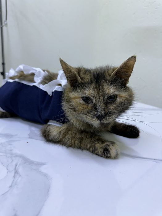 Дашка шукає дім