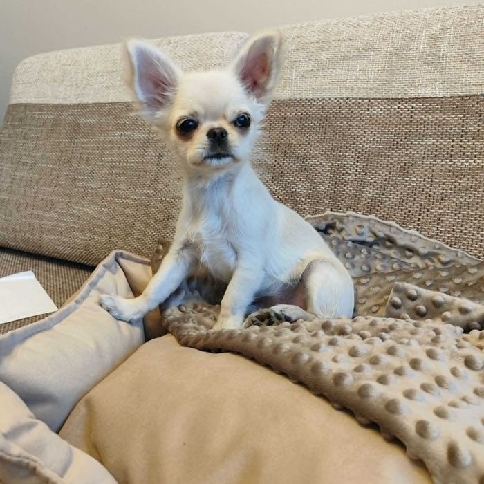 Piesek długowłosy chihuahua ZkwP FCI