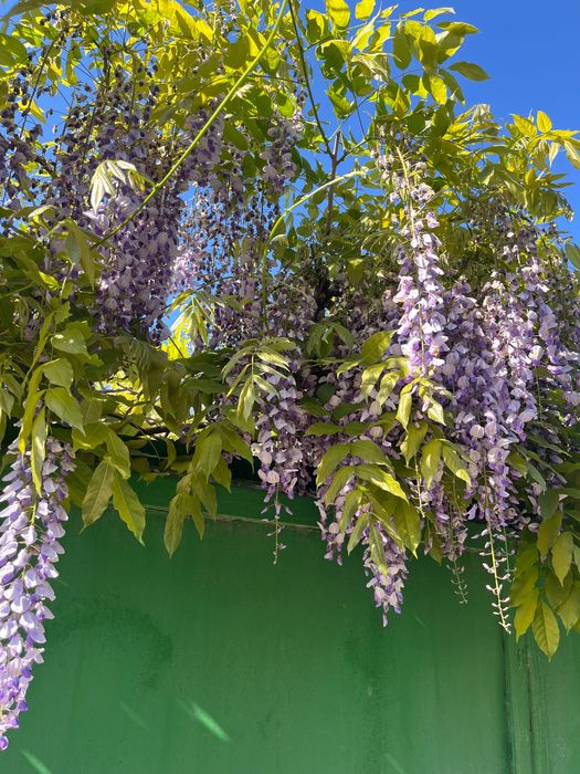 Продам Глицинию китайскую