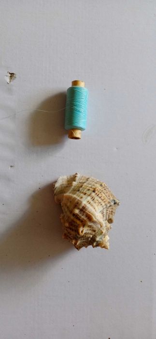 Ракушки.  Рапана.