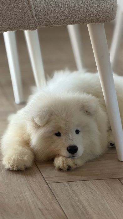 Samoyed, samojed, szczeniak po rodzicach ZKwP, FCI, Kraków
