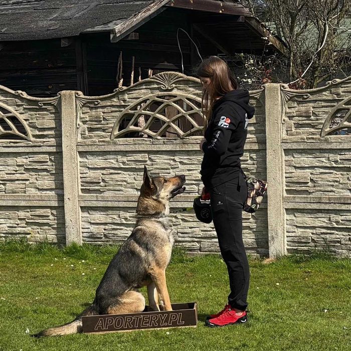 Grey wciąż szuka domu.