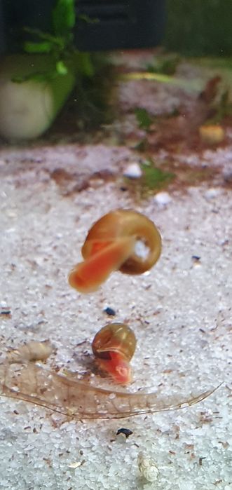 Caracol Planorbis Vermelha