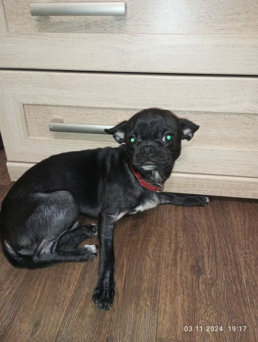 Віддам чіхуахуа в хороші руки