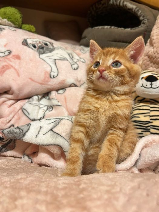 Cudowny, młody kocurek - do adopcji na dokocenie bądz w 2paku!