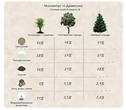 Мискантус Гигантский. MISCANTHUS GIGANTEUS, семена, корневища, ризомы.