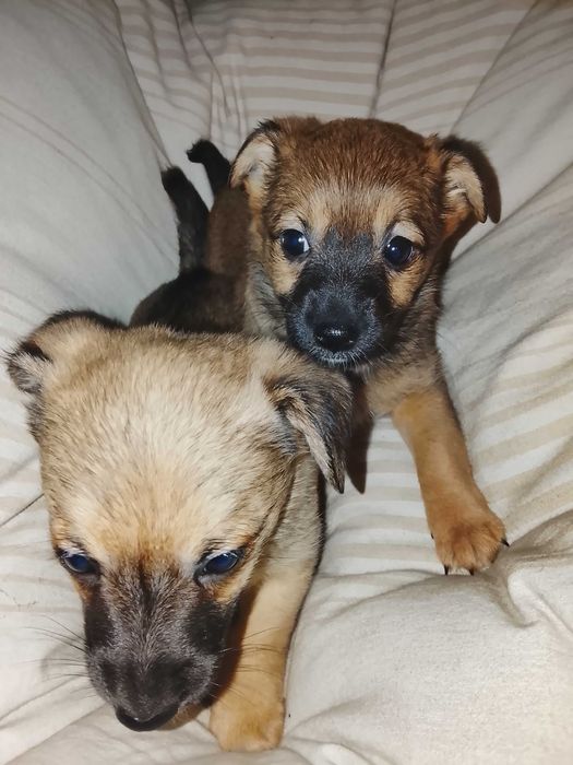 Oddam za darmo szczeniaczki