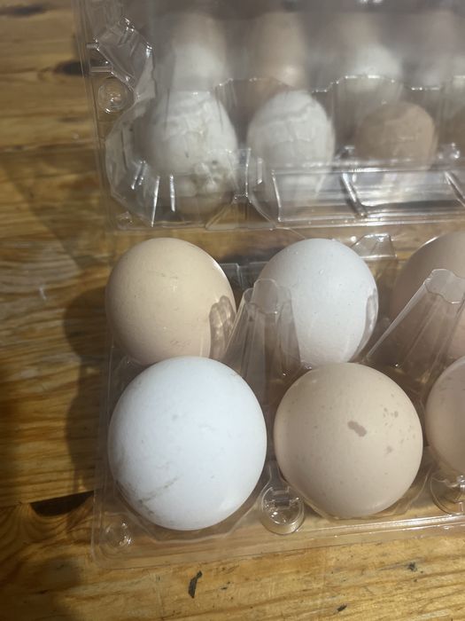 Jajka wiejskie swojskie