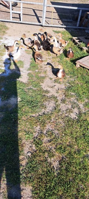 Kaczki Staropolskie młode