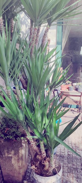 Planta Yuca vários tamanhos