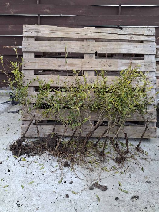 Саджанці інжир і гранату