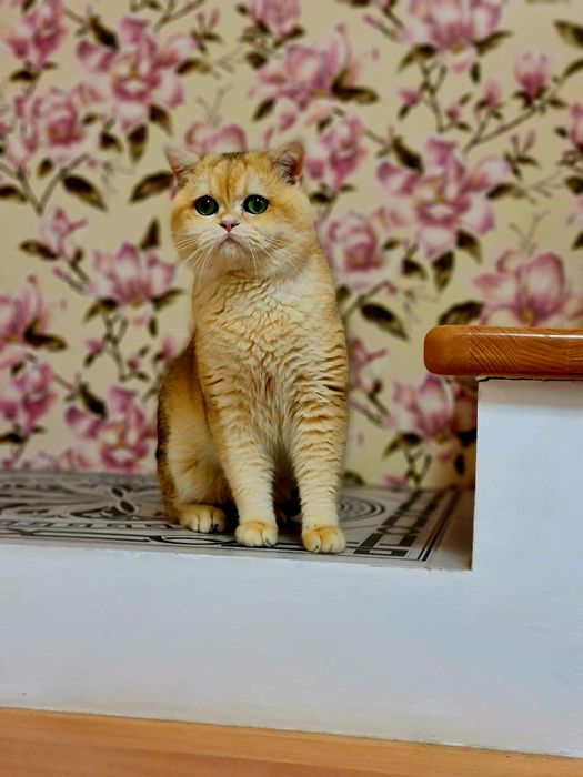 Золота шиншила VIP класу в'язка