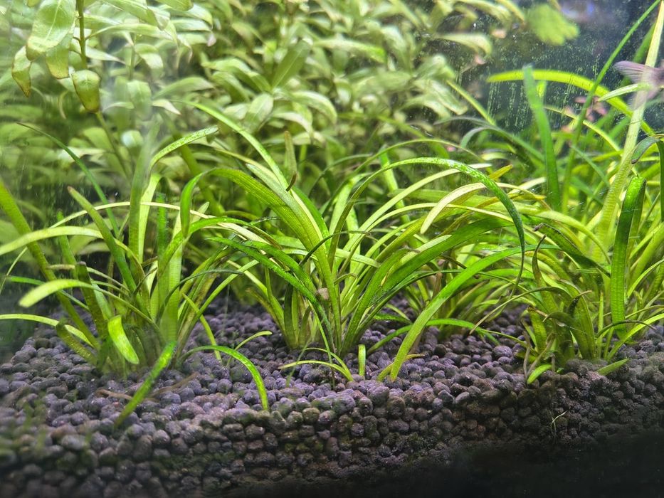 Rośliny akwariowe 10 sadzonek Sagittaria Subulata
