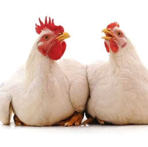 Продам яйце бройлера для інкубації