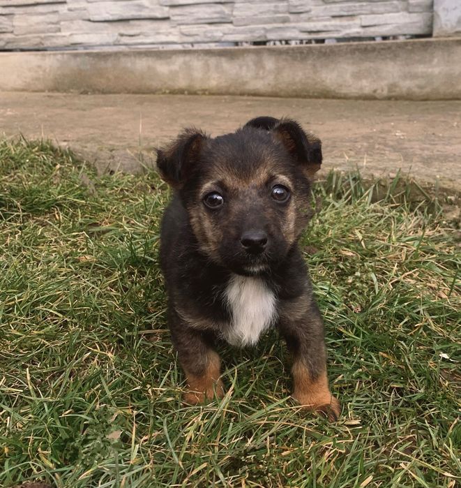 Віддам , в добрі руки