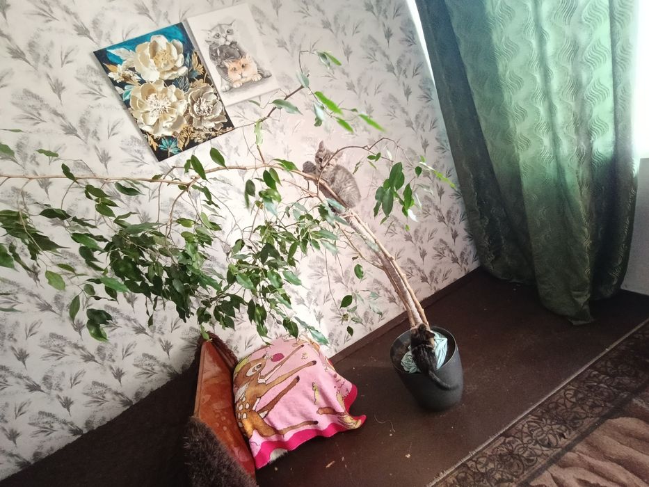 віддамо кошенятт