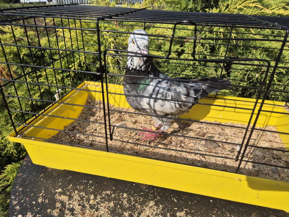 Gołąb mix standard z pocztowym