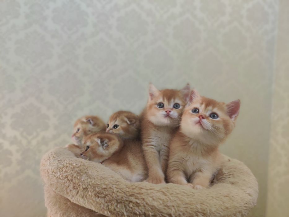 Шотландские котята золотая шиншилла.