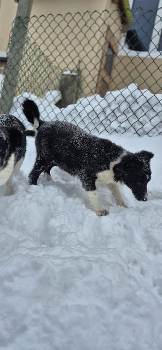 Sprzedam suczkę Border collie