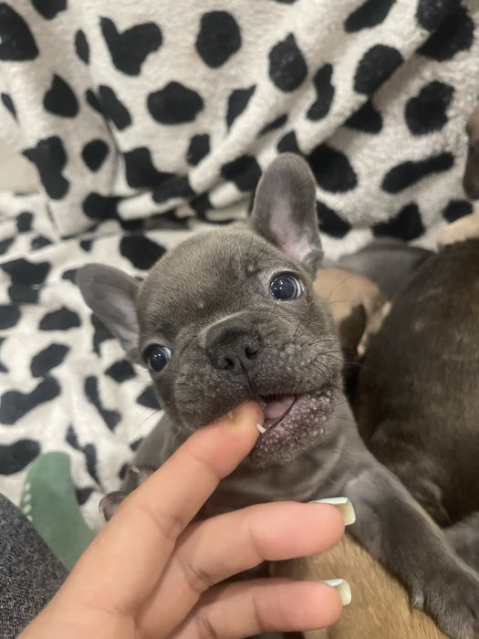Filhote de Bulldog Francês - Blue