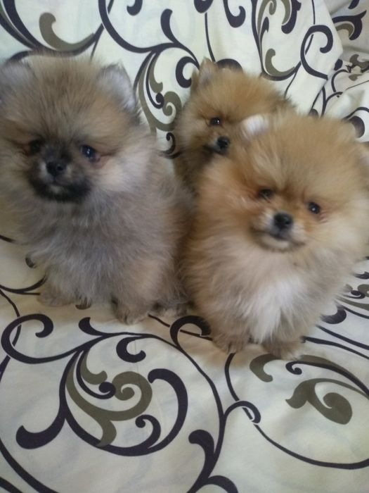 Мини померанский шпиц.