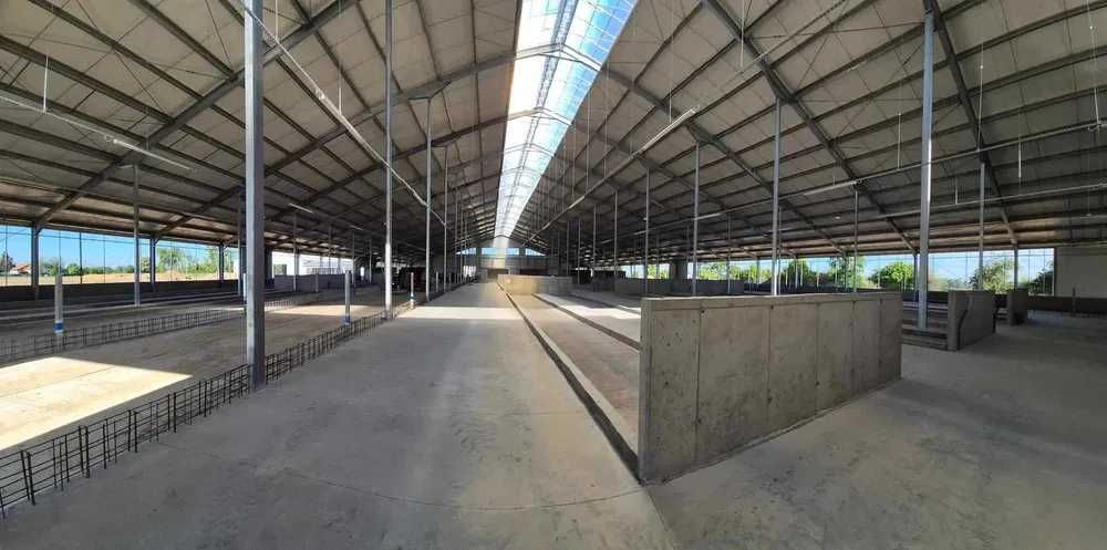 Budowa budynków obora na krowy chlewnia tuczarnia opasy jałówki