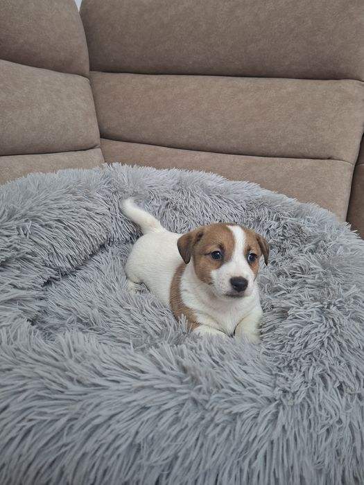 Śliczny piesek Jack Russell Terrier