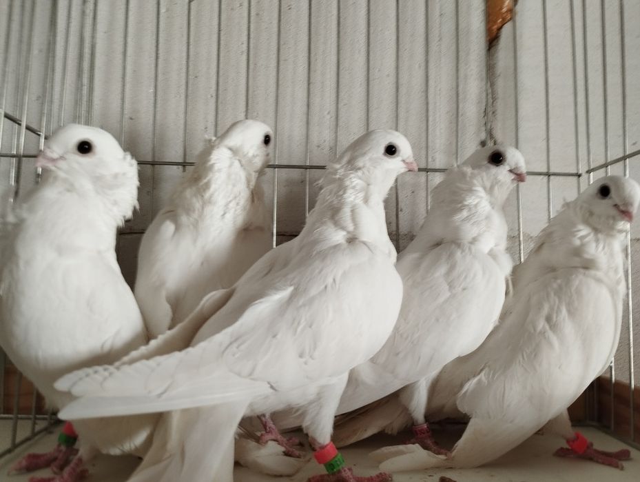 Mewk i białe egipskie, litewskie, kowieńskie