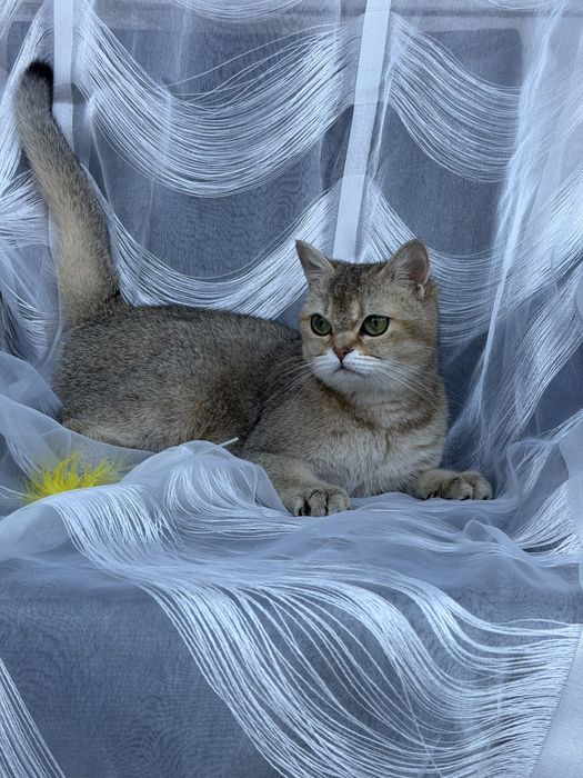 Золота шиншила кошенята briny25