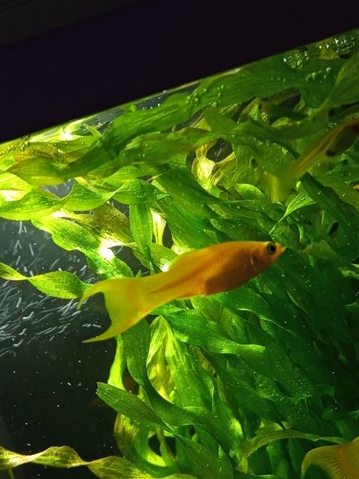 Molinezja złota samica