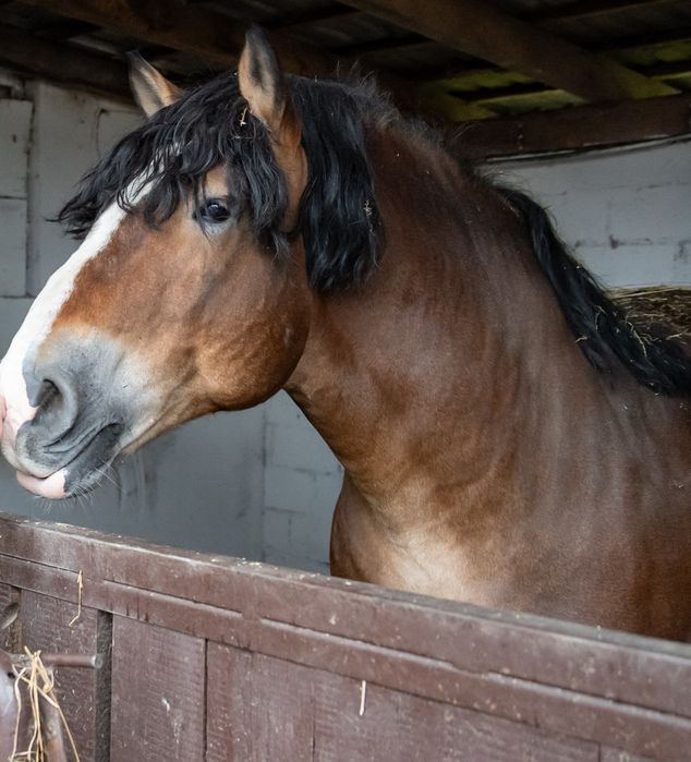 Stanówka ogiery pkz /sztum