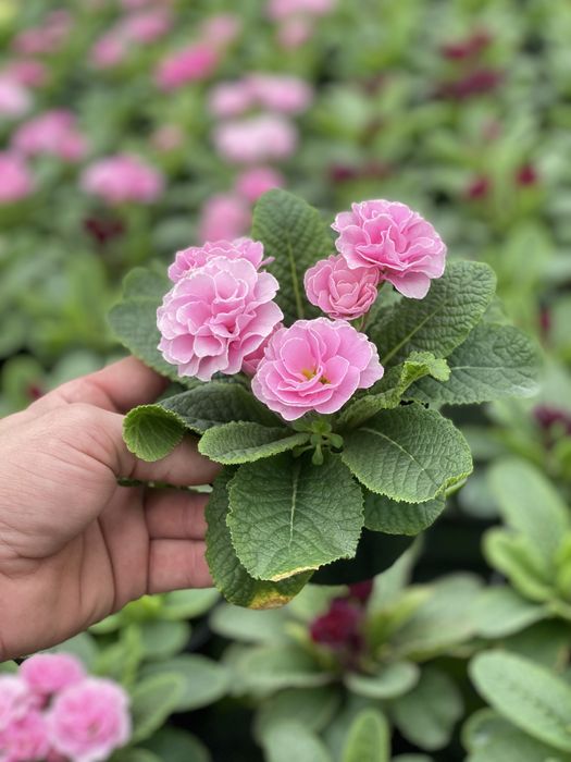 Продам примала оптом