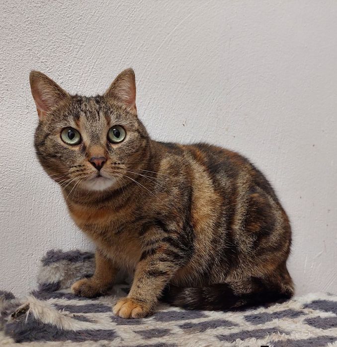 Szukamy domku dla kotki Zezi