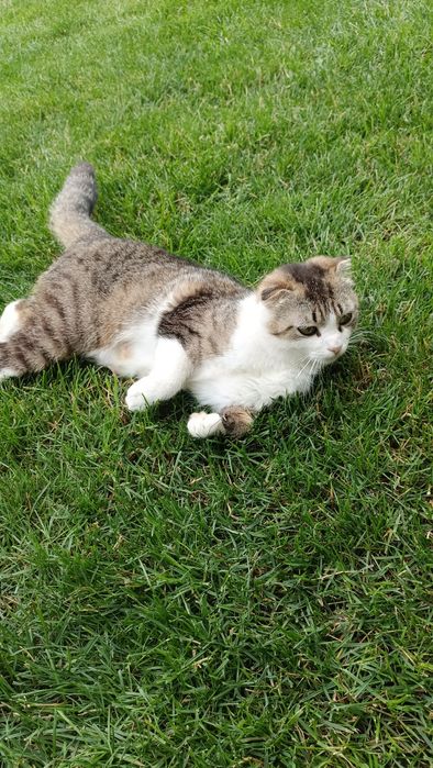 Віддам кішку безкоштовно