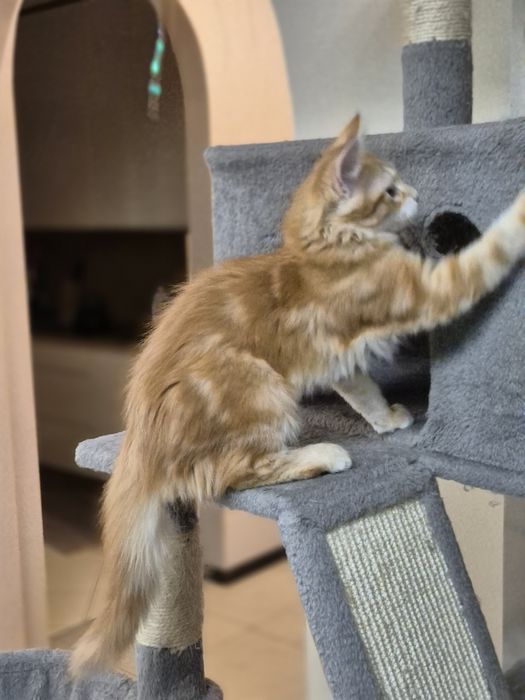 Kocurek Syberyjski OLO rodowód FIFE FPL