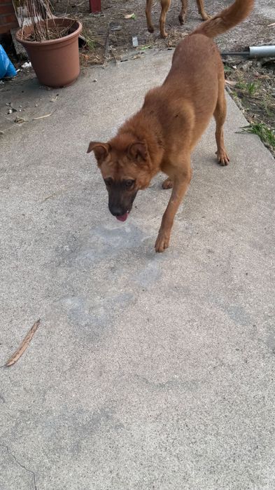 Cães de Guarda para adoção