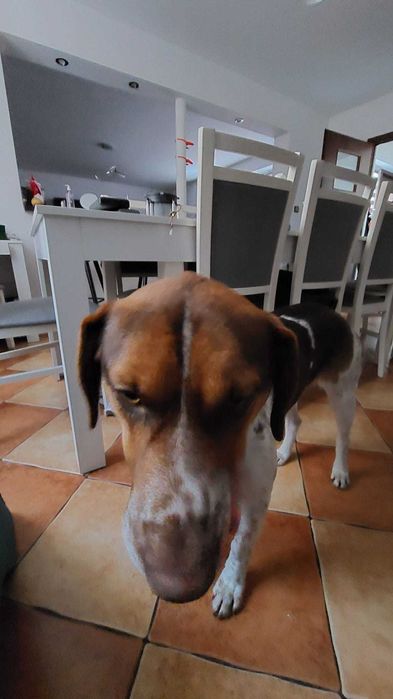 Zaginął pies Reksiu