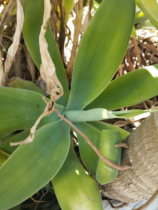 Agaves attenuata promoção