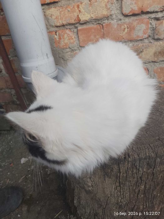 Продам кошенят кішечки